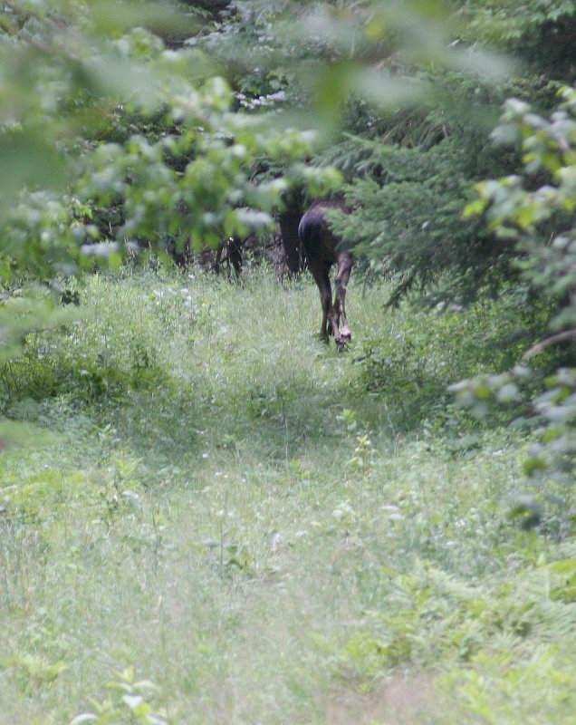 A moose, second picture.