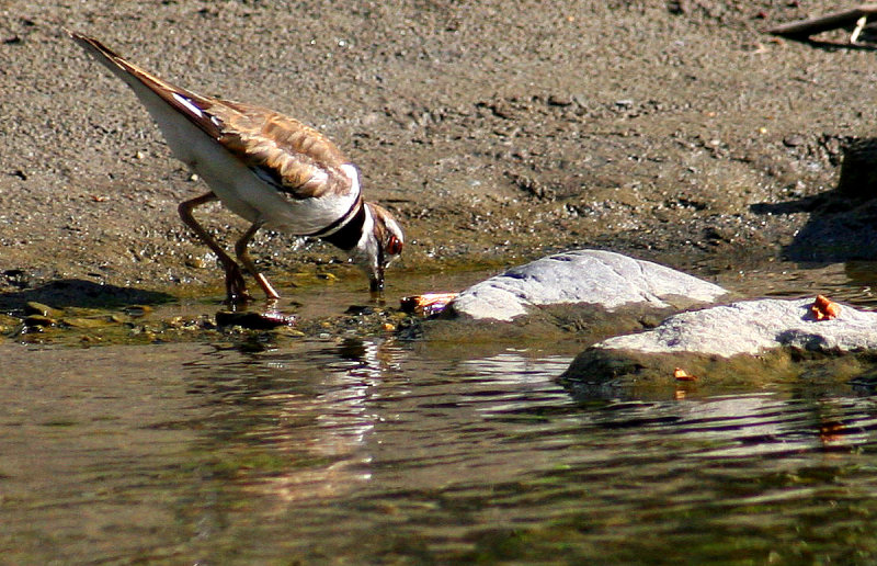 Tournepierre  collier / Ruddy Turnstone  / Arenaria interpres