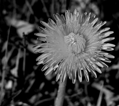 Dandelion in black & white / Pissenlit en noir et blanc