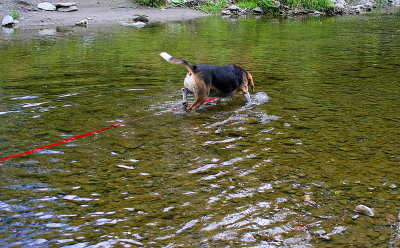 Peggy walking in the river