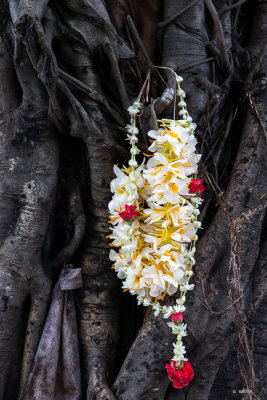 Good fortune flowers on a sacred tree.