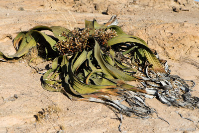 Welwitschia - 1DX_1505.jpg