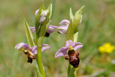Orchidées 2016