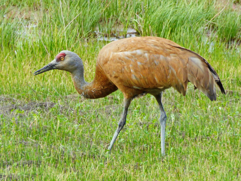 Sandhill Crane - May 31, 2014 Anchorage