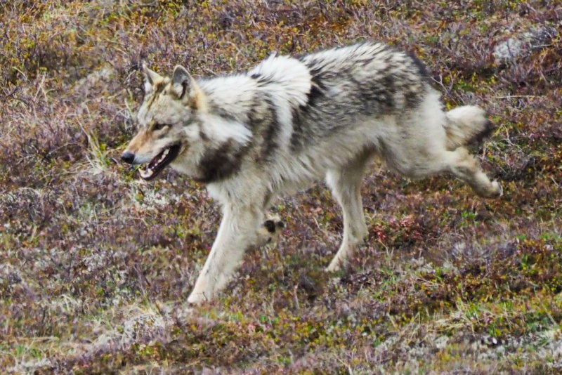 Wolf in Denali National Park, Alaska P6030171