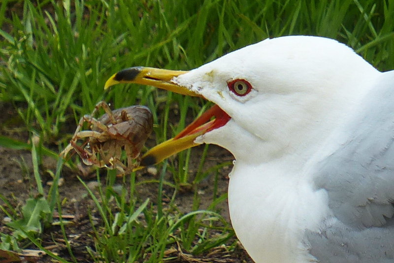 Seagull eating Crayfish in one Gulp