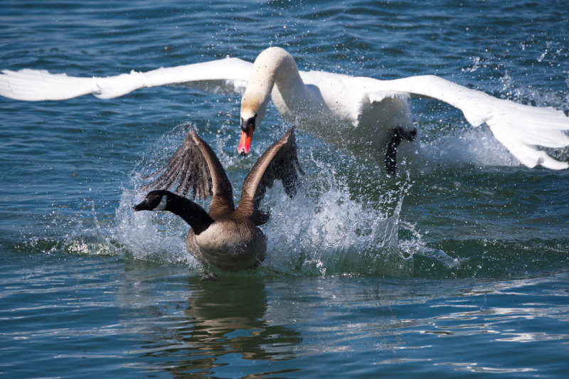 Water Wars on Collingwood Harbour (Tag, youre it)