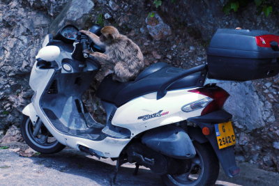 Monkey riding scooter - Gibralter