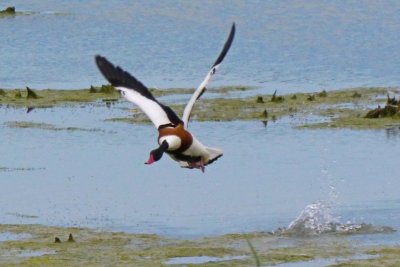 Duck taking off