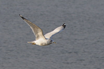 Seagull on the Harbour (testing Olympus E-M1 Focus Tracking)