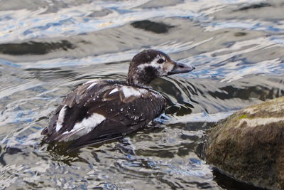 Diving Duck on Collingwood Harbour