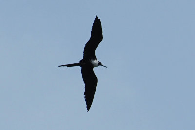 Panama City - Frigate Bird Nov. 12, 2013 06