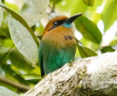 Panama Soberania National Park Nov 13_2013 03.jpg