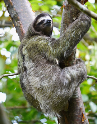 Panama Soberania National Park Nov 13_2013 07 Three Toed Sloth