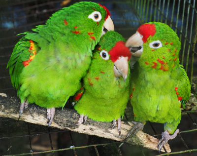 Parrots - Personal grooming is a group sport