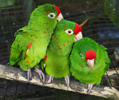 Panamanian Parrots - You scratch my back and I'll.....