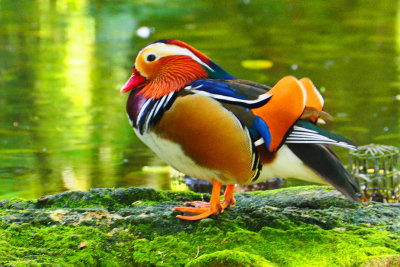Panamanian Wood Duck