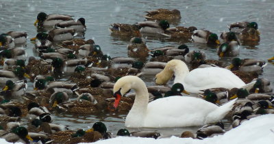 Swans and Ducks - Winter Friends