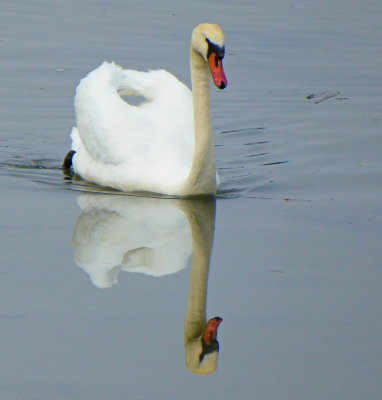 Swan P1000449