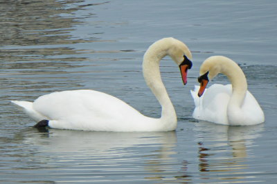 Swan Lake P1000695