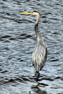 Blue Heron - Stanley Park, Vancouver May 28, 2014