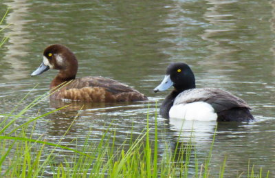 Greater Scaup Female (l) Male (r) P1040006 May 31, 2014