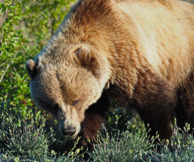 Grizzly Bear in Kluane National Park, Yukon - 2