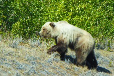 Grizzly Bear P1060609