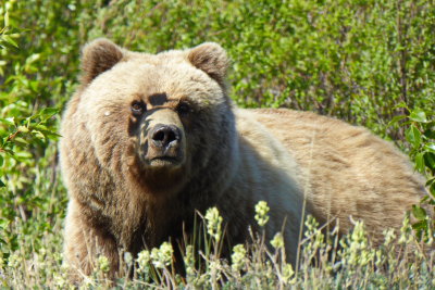 Kluane National Park (Bears, Glaciers & Mt. Logan) - Yukon 2014