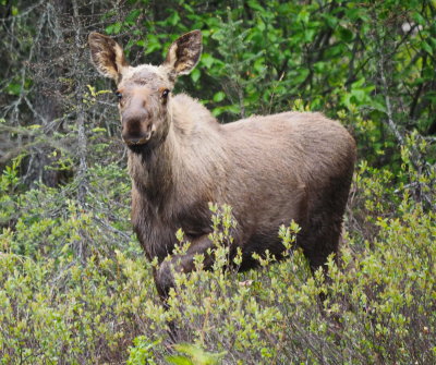 Moose 03 web.JPG