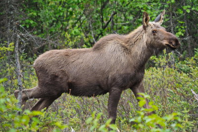 Yukon Moose Photos 2014