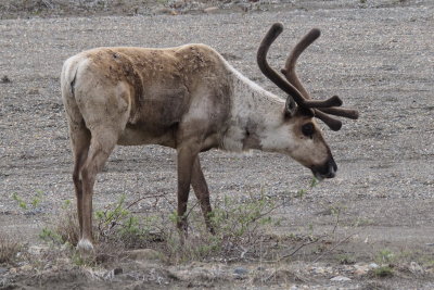 Denali National Park - Alaska 19.JPG