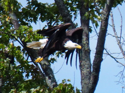Eagle on the Beaver River - Aug 24 2014 P1100212.JPG