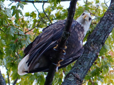 Eagle on the Beaver River P1100190.JPG
