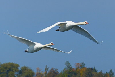 2 Swans Flying P1130903