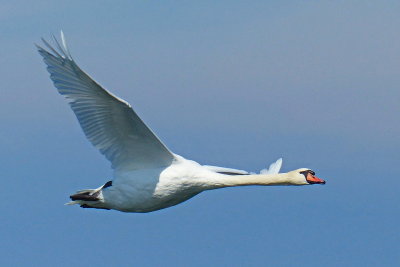 Swan Flying P1130904 web.JPG
