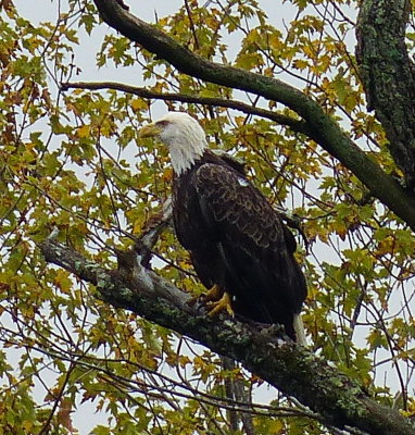 Eagle on the Beaver - Sept. 30, 2014 P1140288