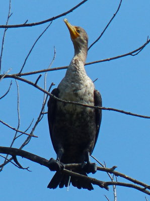 Cormorant relieving himself in tree on Beaver River P1100509