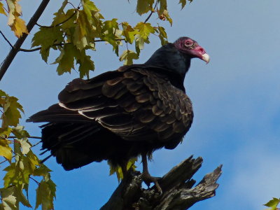 Turkey Vulture on Beaver River P1120474.JPG