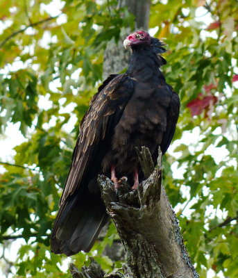 Turkey Vulture on Beaver River P1120492