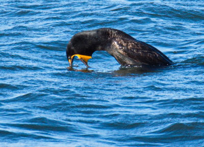 Cormorant diving for a fish in Collingwood Harbour (Saw Bill for cutting Fish)