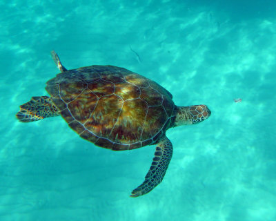 P1000154.jpg