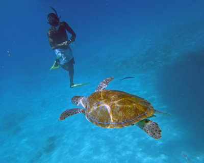Barbados Turtles