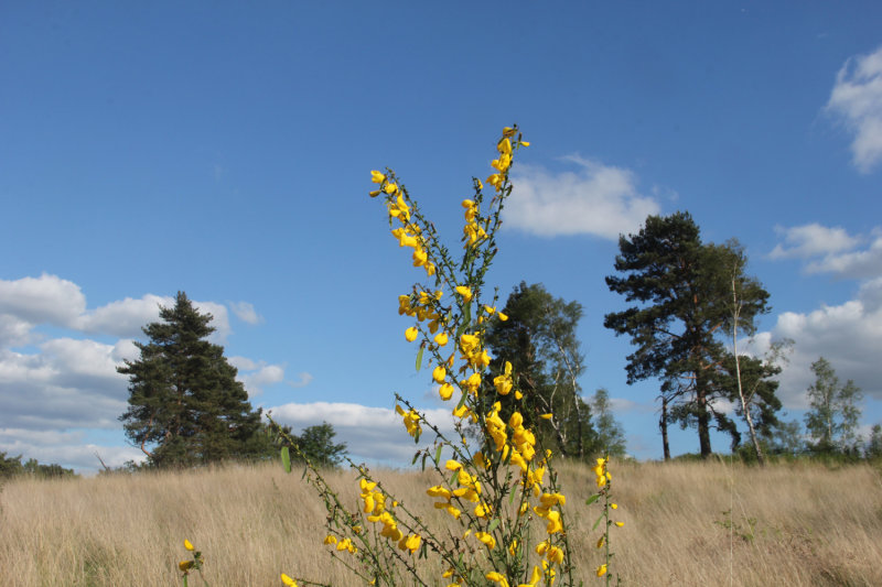 153:365<BR>gorse centre stage