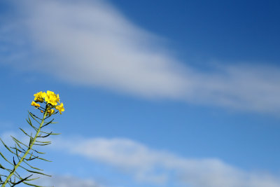 Rapeseed at East Clandon