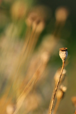 seedpod