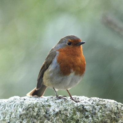 75:365robin at rest