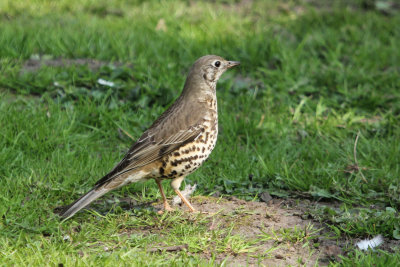 96:365 one mistle thrush