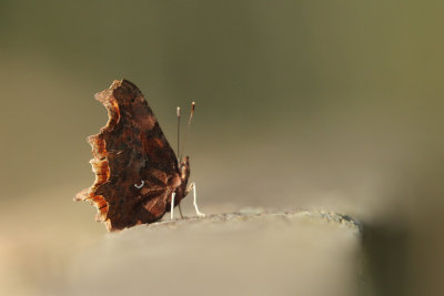 14. comma at rest