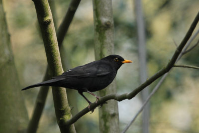 98:365blackbird in woods